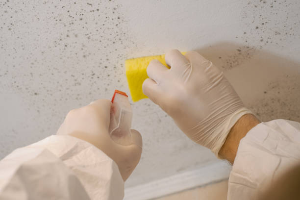 Trusted Golden Shores, AZ Mold Inspection, Removal & Remediation Experts